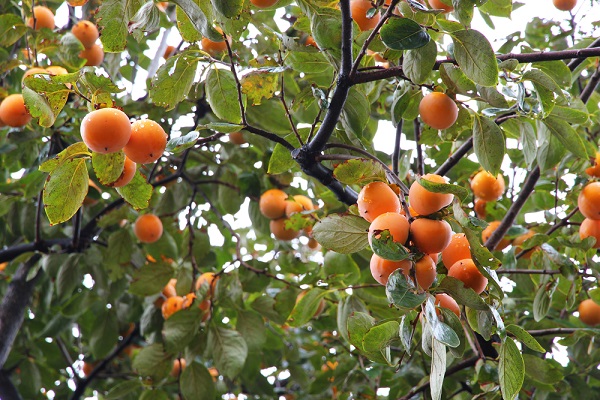 albero di cachi