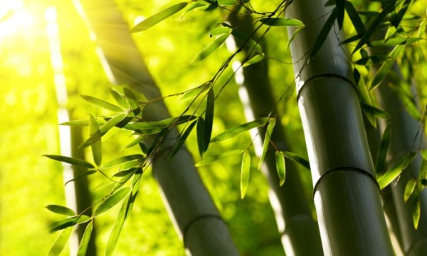 Come coltivare il bambù in giardino