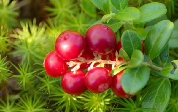 Mirtillo rosso, una pianta invernale