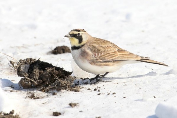 Nutrire gli uccelli in inverno, consigli utili