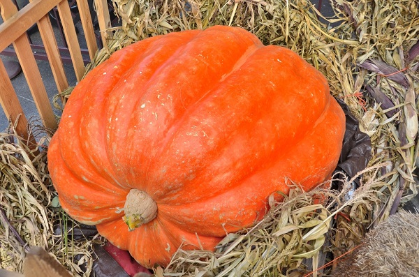 zucca atlantic giant