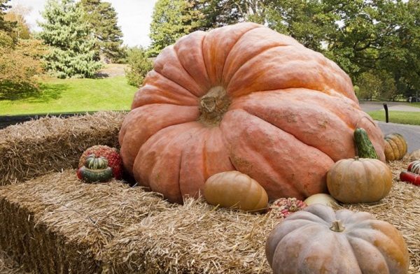 zucca gigante