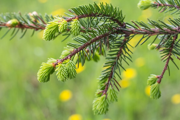 albero-di-natale-presto-per-farlo