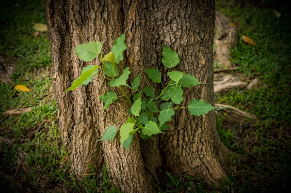 albero succhioni