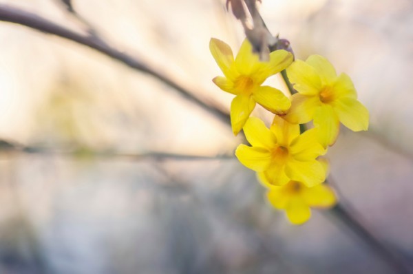 fiori di gelsomino