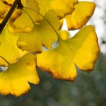 ginkgo-biloba-spettacolo-autunnale