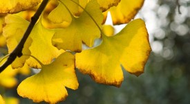 ginkgo-biloba-spettacolo-autunnale