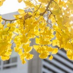 ginkgo-biloba-spettacolo-autunnale