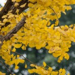 ginkgo-biloba-spettacolo-autunnale