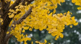 ginkgo-biloba-spettacolo-autunnale