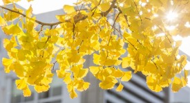 ginkgo-biloba-spettacolo-autunnale