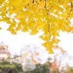 ginkgo-biloba-spettacolo-autunnale