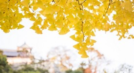 ginkgo-biloba-spettacolo-autunnale