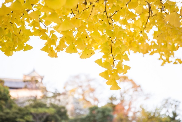 ginkgo-biloba-spettacolo-autunnale