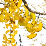 ginkgo-biloba-spettacolo-autunnale