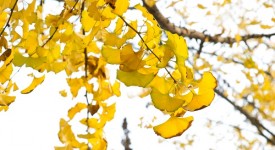 ginkgo-biloba-spettacolo-autunnale