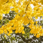 ginkgo-biloba-spettacolo-autunnale