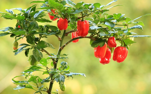 habanero