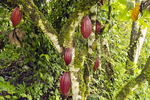 Pianta del cacao, le sue origini