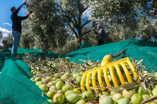 raccolta olive cosa serve