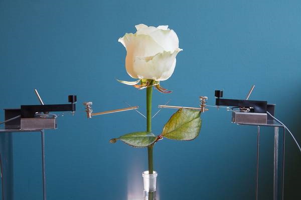 Nasce la prima rosa bionica