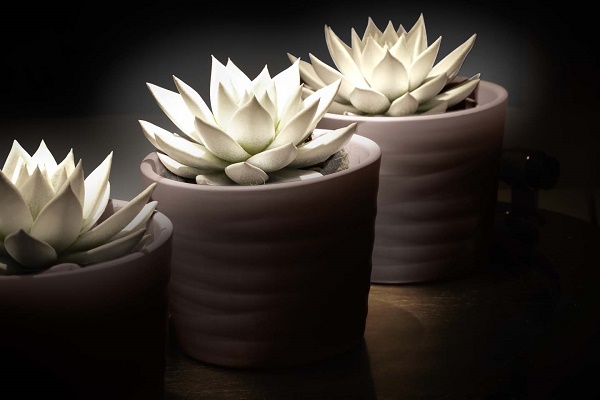 Echeveria Glow in the dark bianca_b