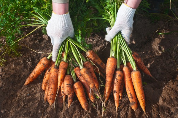 5 consigli per coltivare le carote