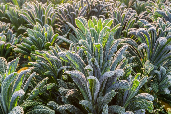 cavolo nero