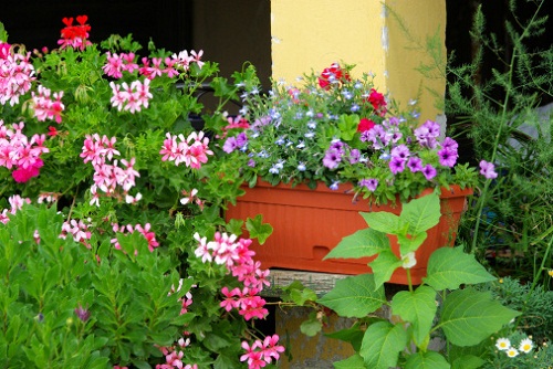 fiori di Bach per la cura delle piante