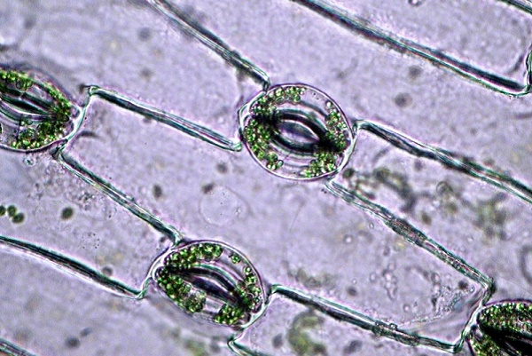 linfa vista microscopio