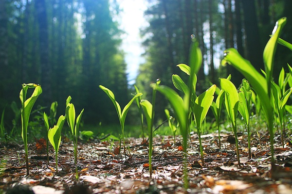 piante erbacee bosco