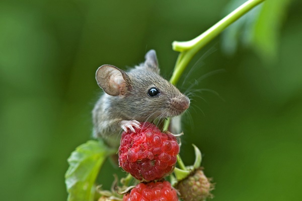 topo mangia frutto di bosco