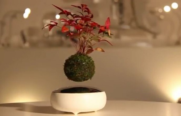 air bonsai