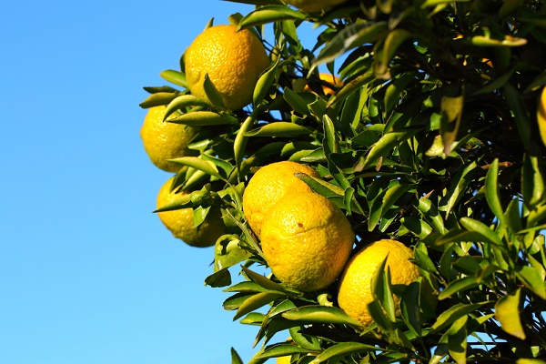 albero di cedro