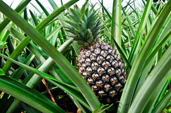 4 consigli coltivare ananas