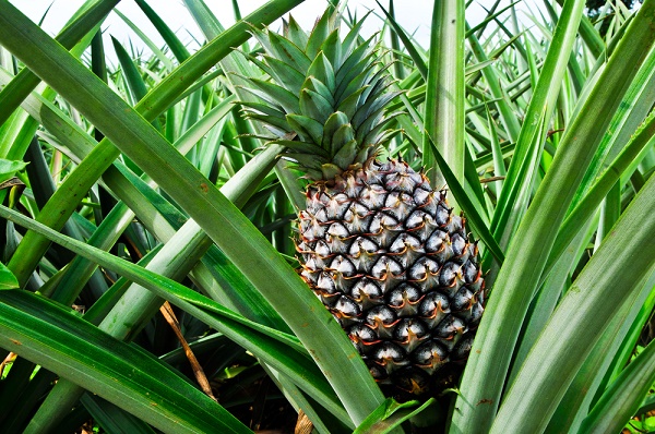 ananas