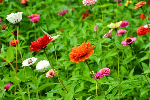 fiori giardino