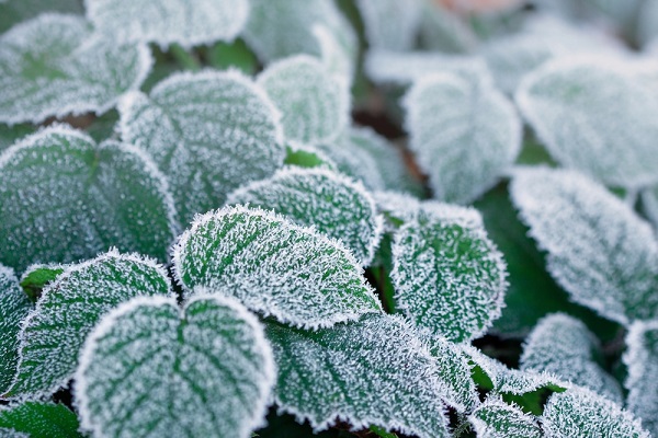 Quali sono le piante a rischio gelo?