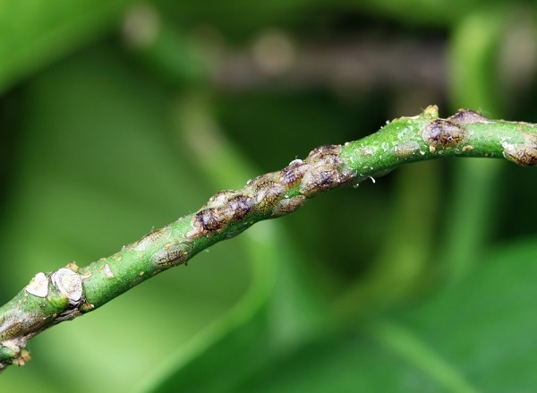 combattere-fumaggine-rimedi-naturali