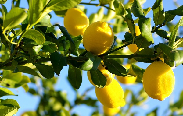 pianta di limone