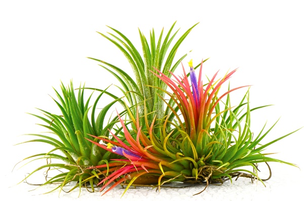 tillandsia (2)