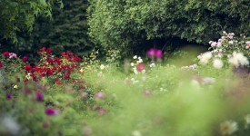 flower-market-i21-22-maggio-castello-quistini
