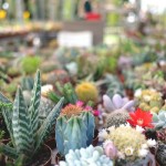 flower show 2016 torna marzo