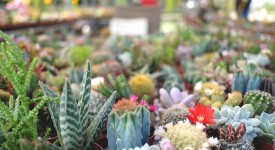 flower show 2016 torna marzo