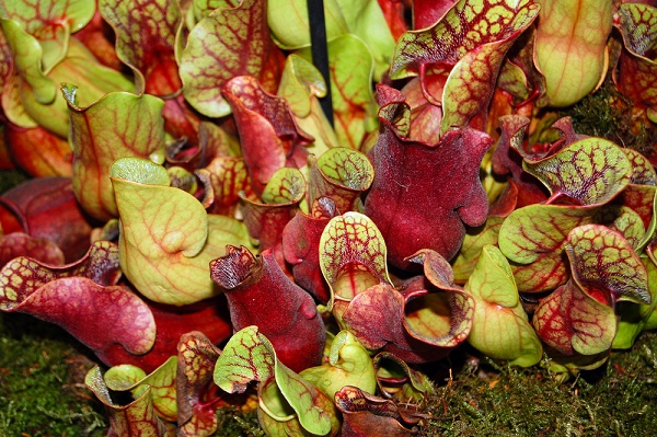 piante carnivore Sarracenia purpurea