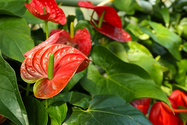 anthurium