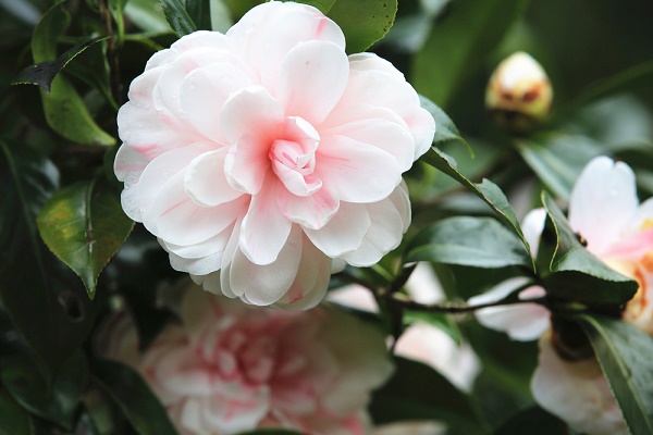 camelia (2)