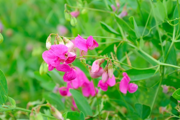 cicerchia fiore