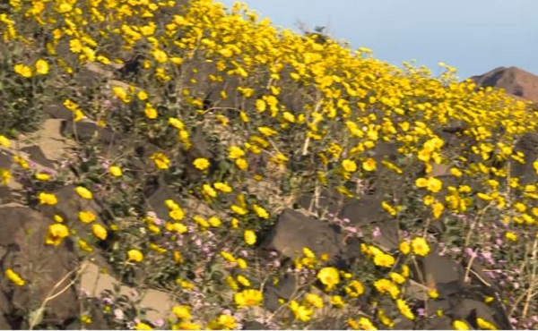 Sbocciano fiori nella Valle della Morte (VIDEO)