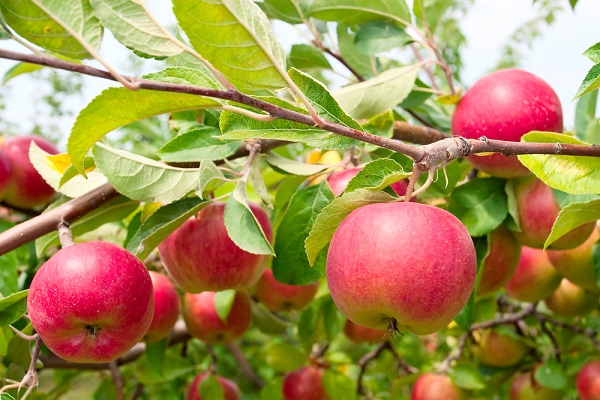 Coltivazione del melo: substrato e messa a dimora